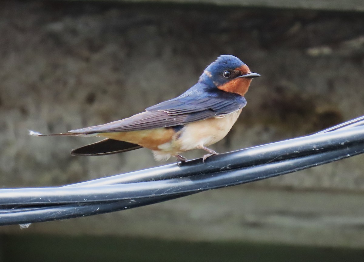 Barn Swallow - ML620872338