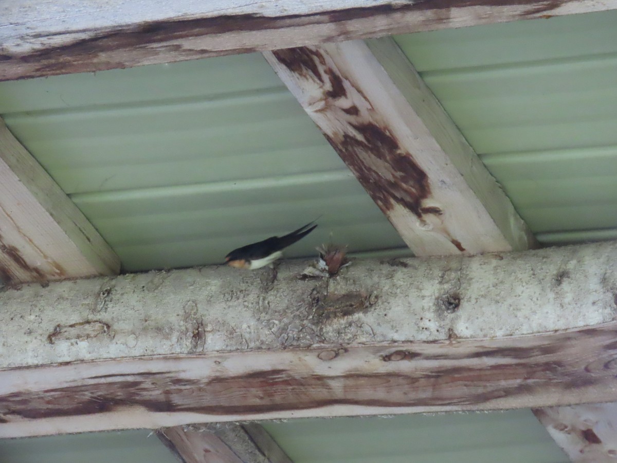 Barn Swallow - ML620872344