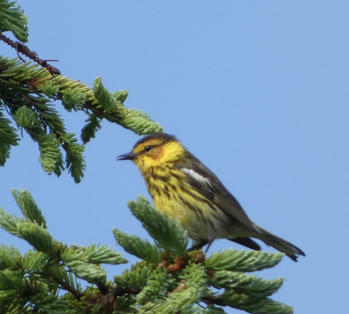 Cape May Warbler - ML620872345