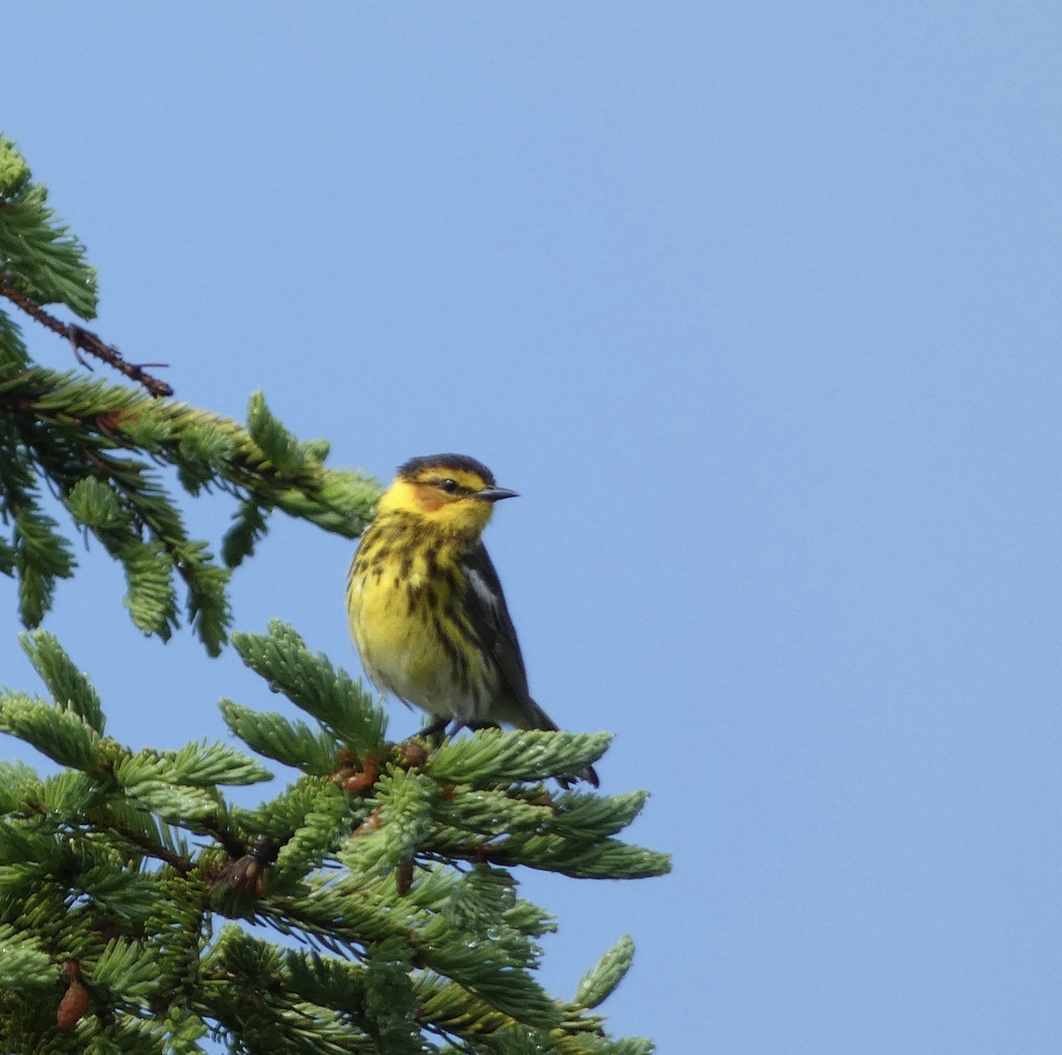 Cape May Warbler - ML620872346
