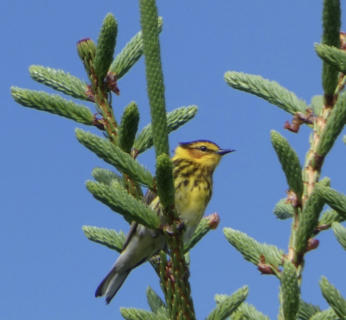 Cape May Warbler - ML620872347