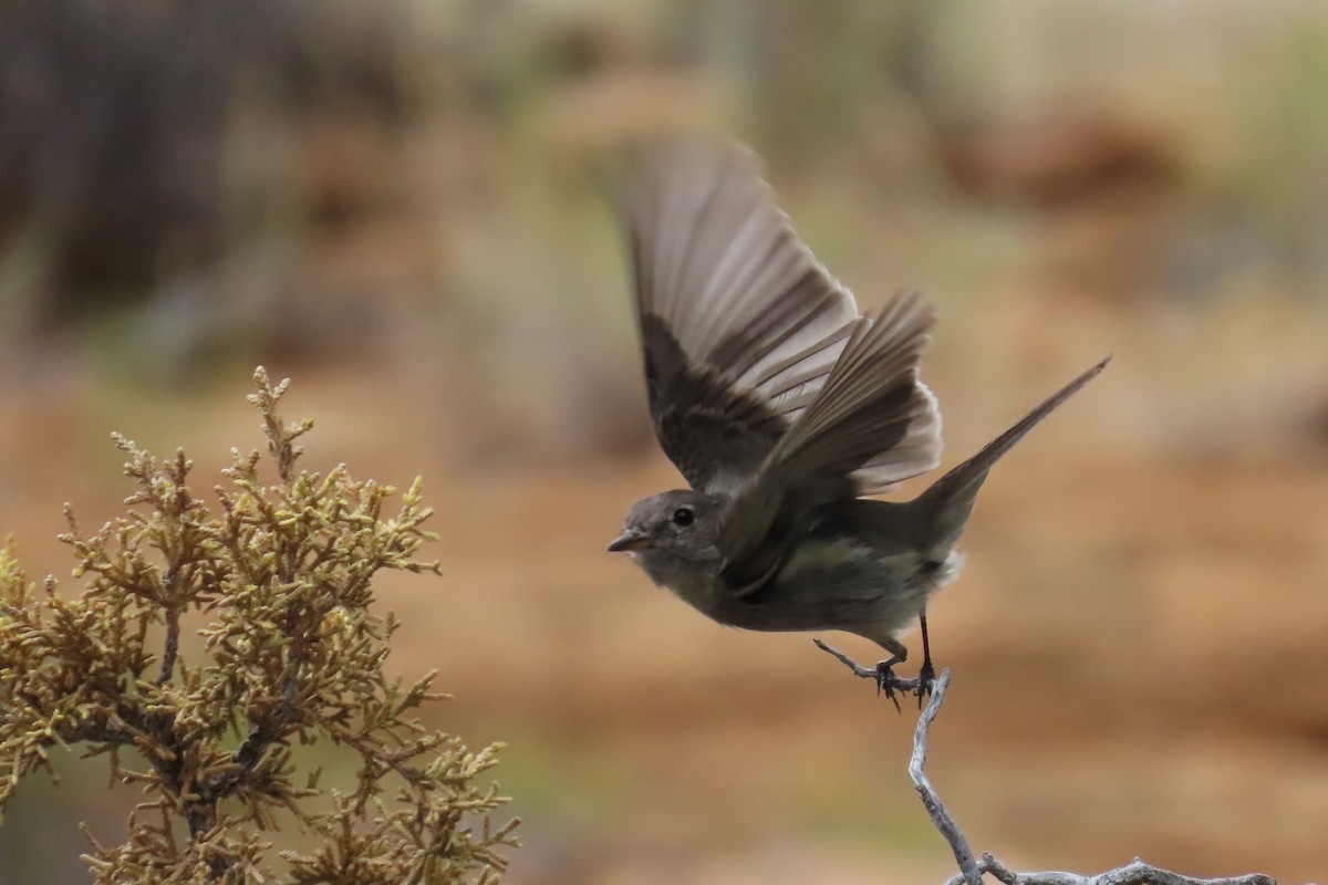 Gray Flycatcher - Del Nelson