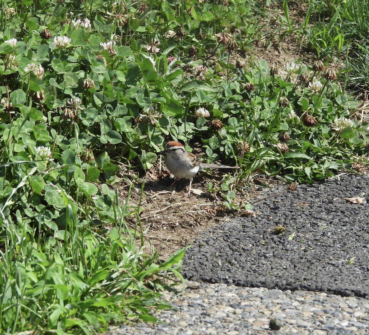 Chipping Sparrow - ML620872351