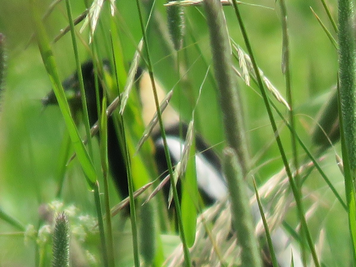 bobolink americký - ML620872360