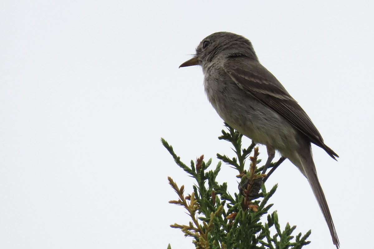 Gray Flycatcher - ML620872364