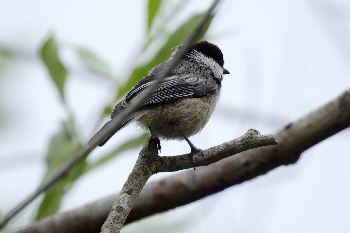 Black-capped Chickadee - ML620872367