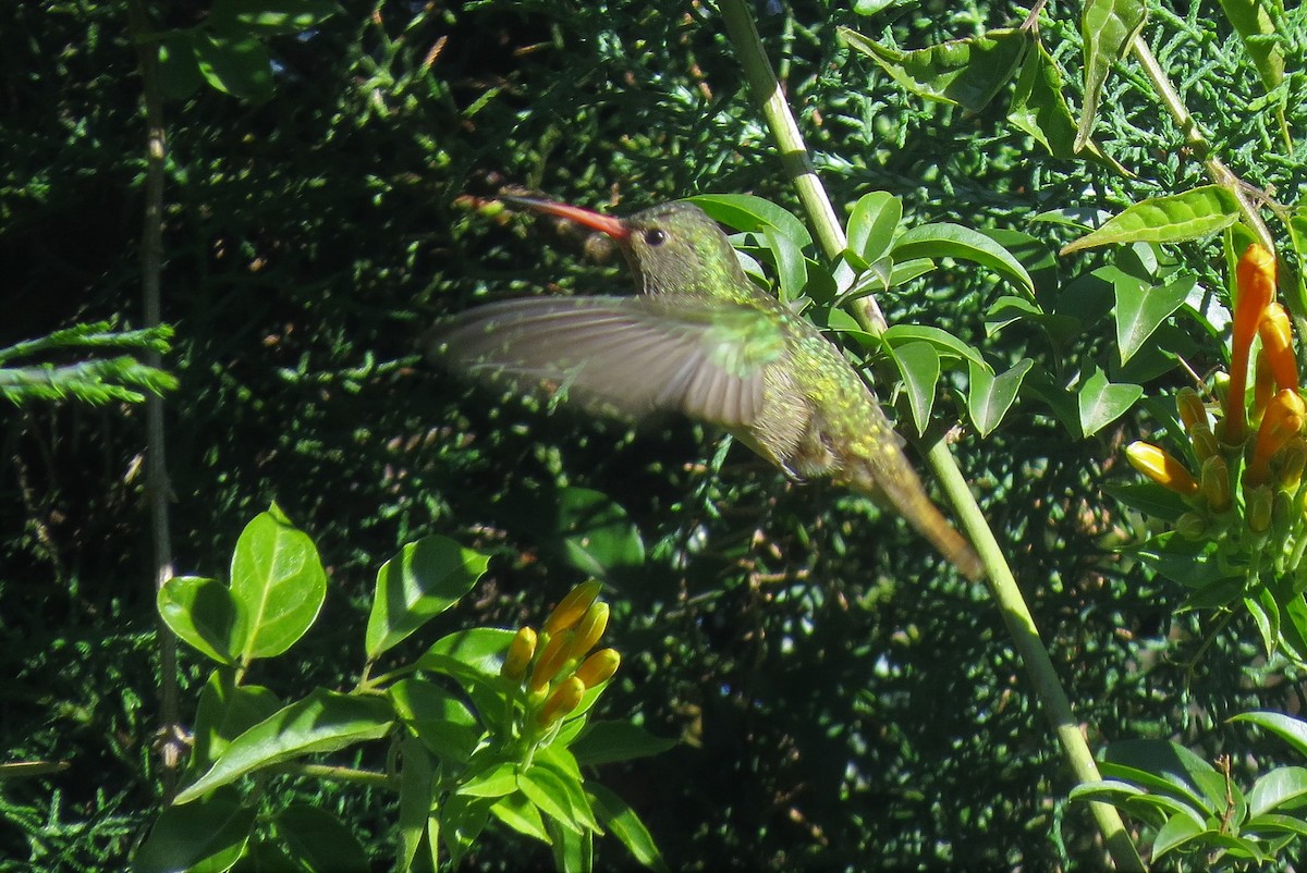 Gilded Hummingbird - ML620872372