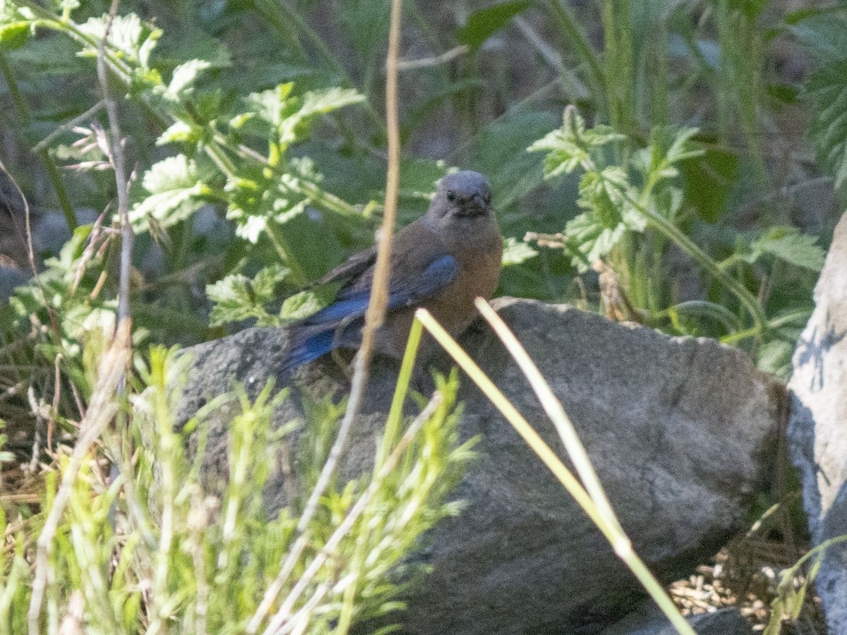 Blaukehl-Hüttensänger - ML620872373