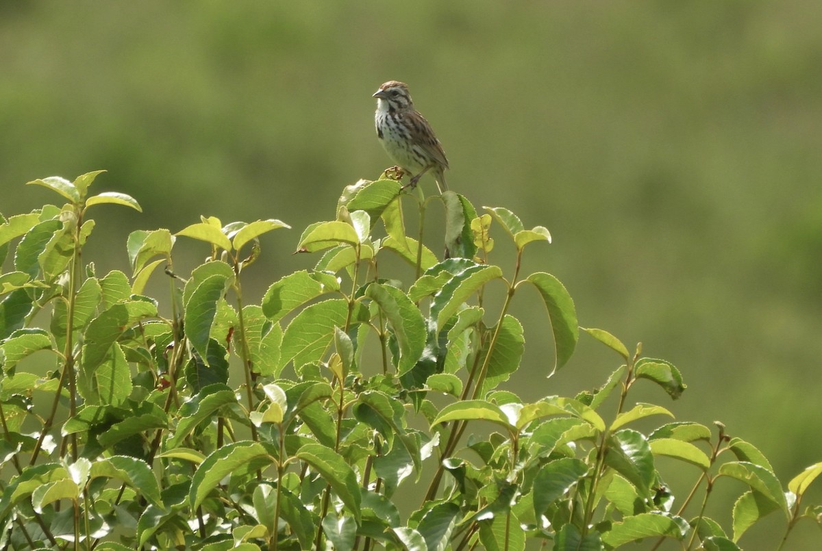 Song Sparrow - ML620872375