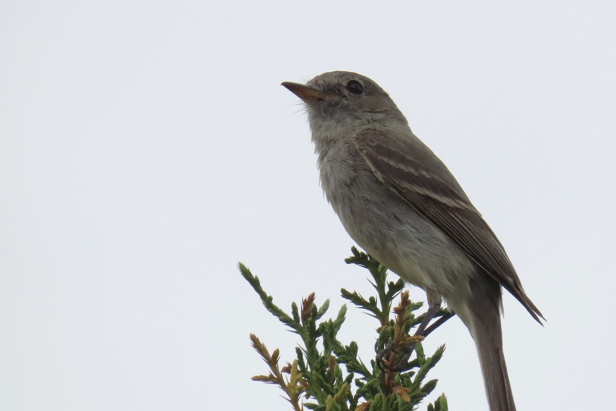 Gray Flycatcher - ML620872384