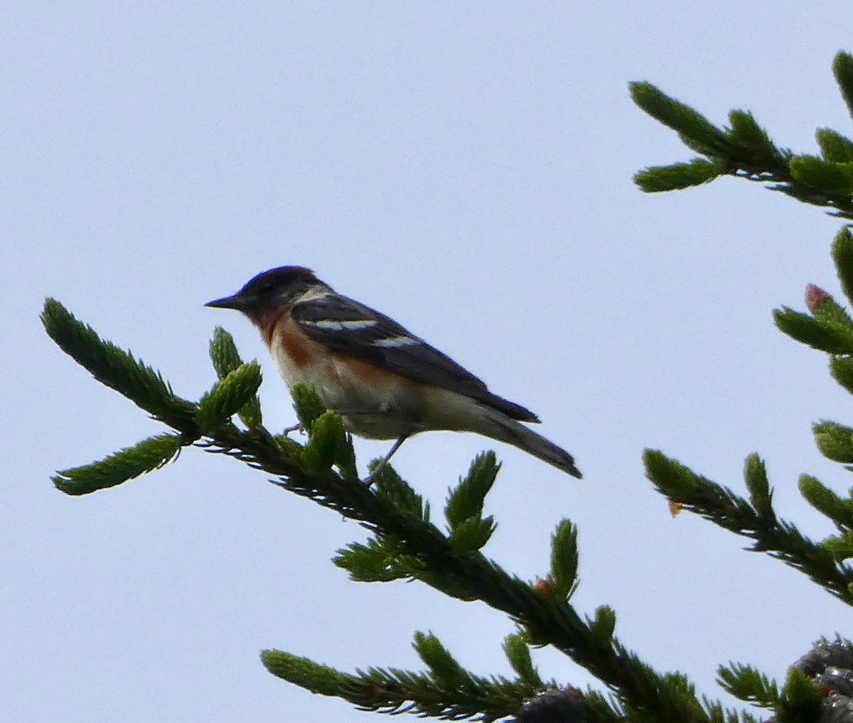 Bay-breasted Warbler - ML620872386