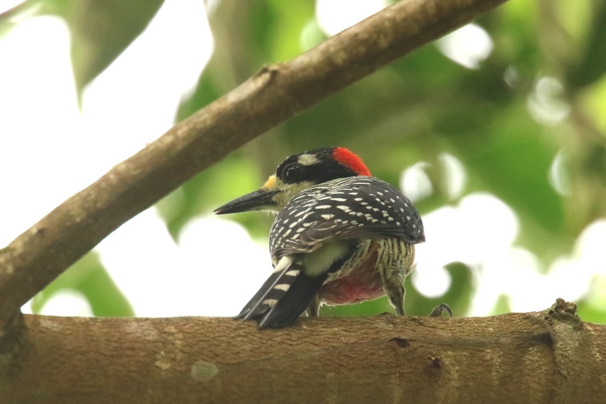 Black-cheeked Woodpecker - ML620872392