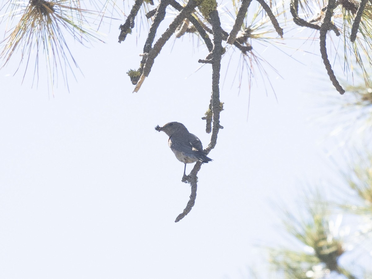 Western Bluebird - ML620872393