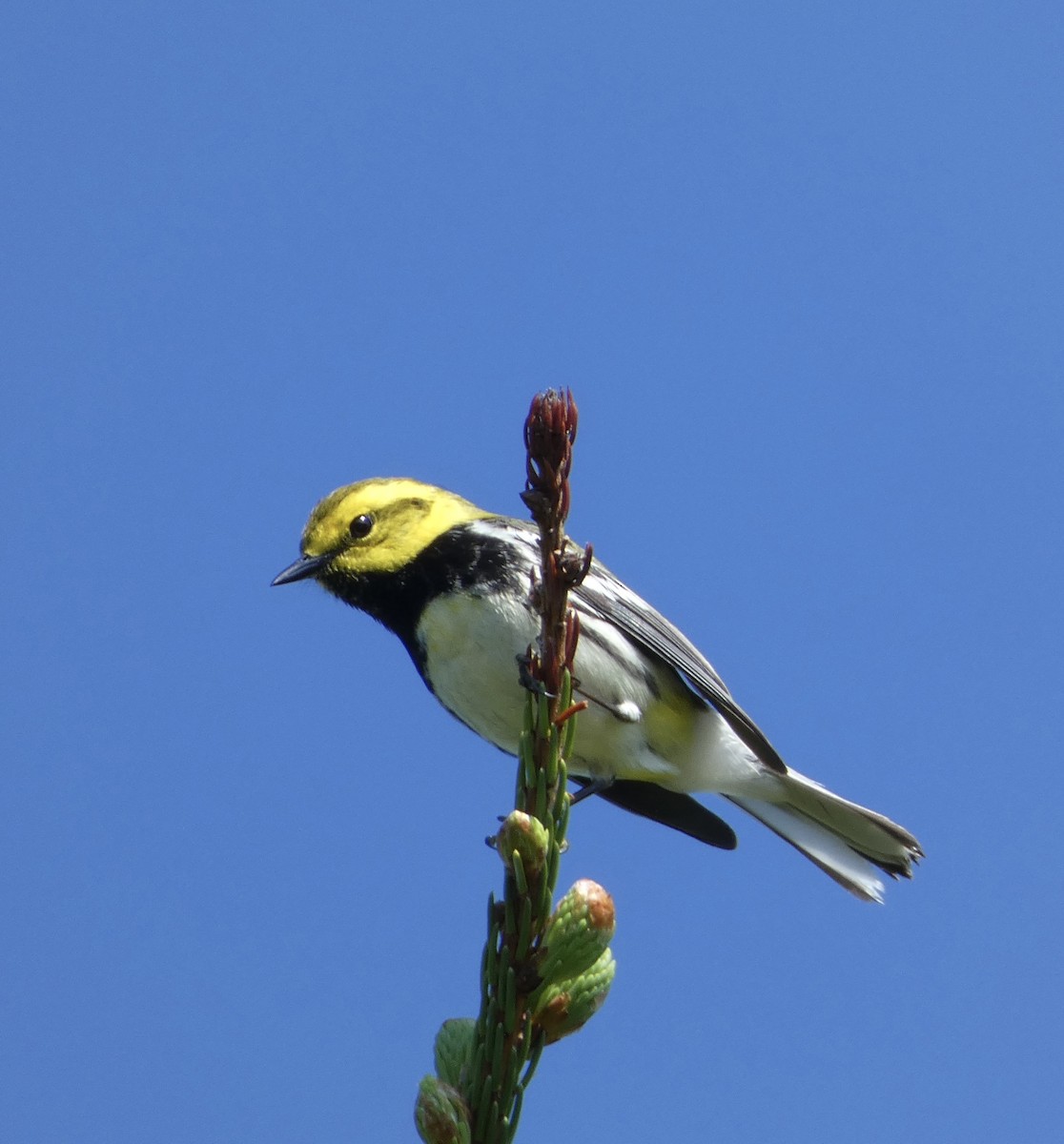 Black-throated Green Warbler - ML620872395