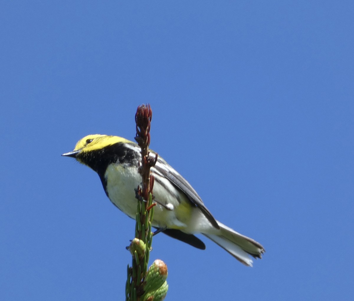 Black-throated Green Warbler - ML620872396