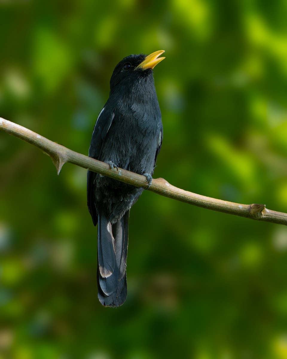 Yellow-billed Nunbird - ML620872399