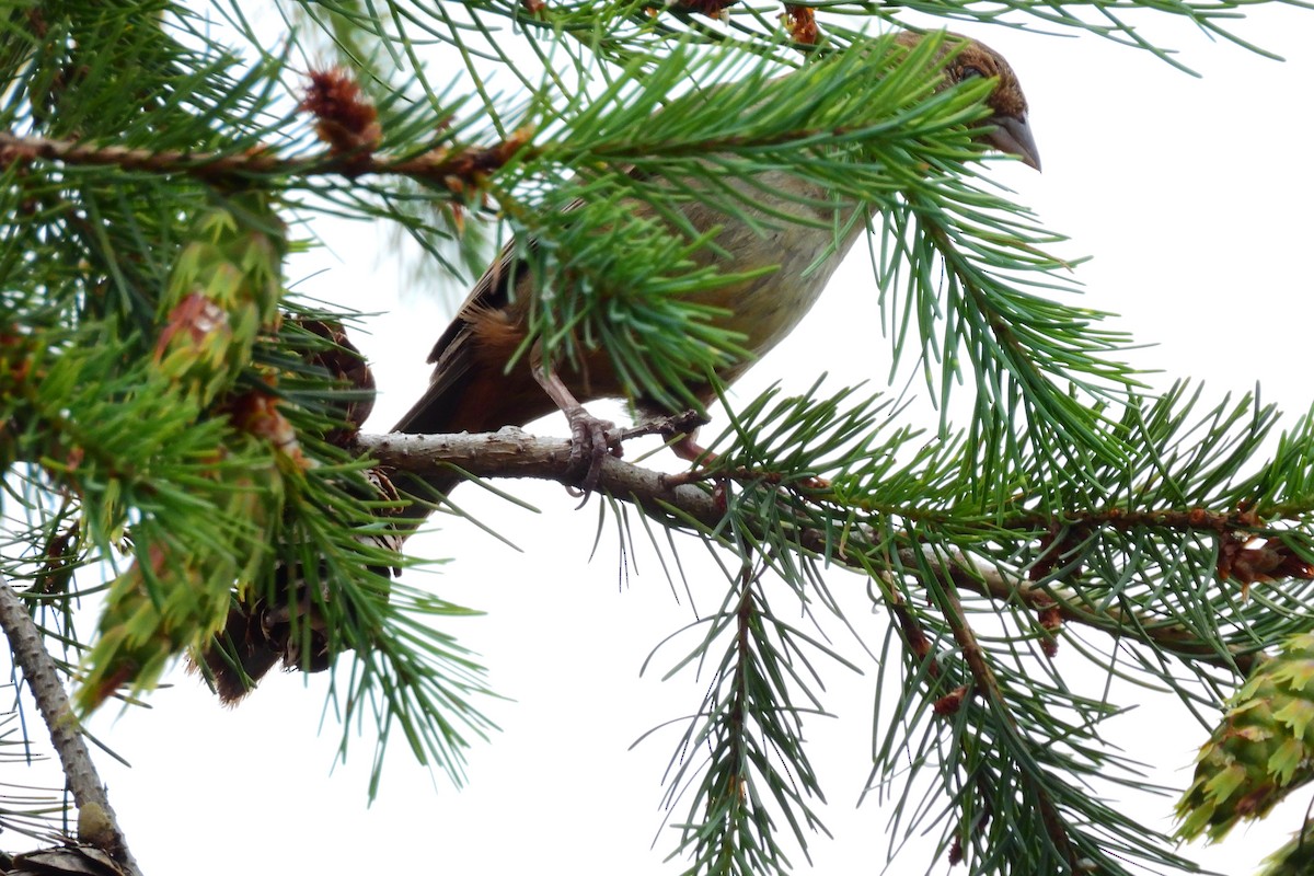 California Towhee - ML620872404