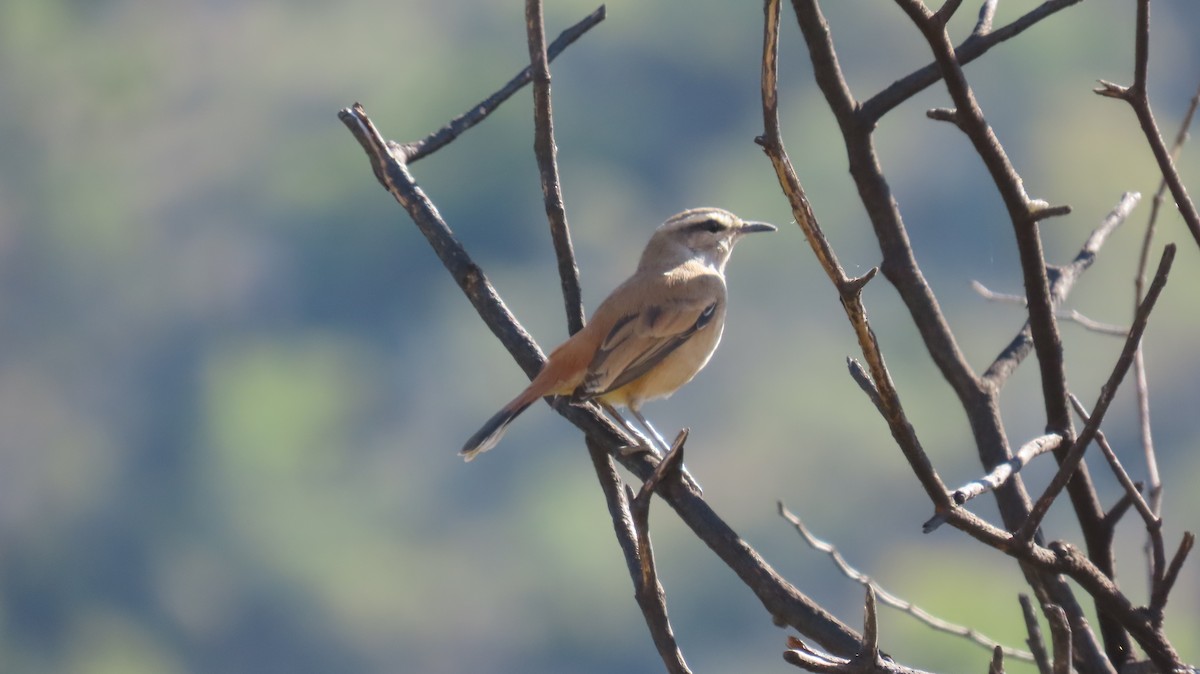 Kalahari Scrub-Robin - ML620872408