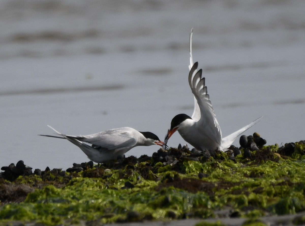 Common Tern - ML620872415