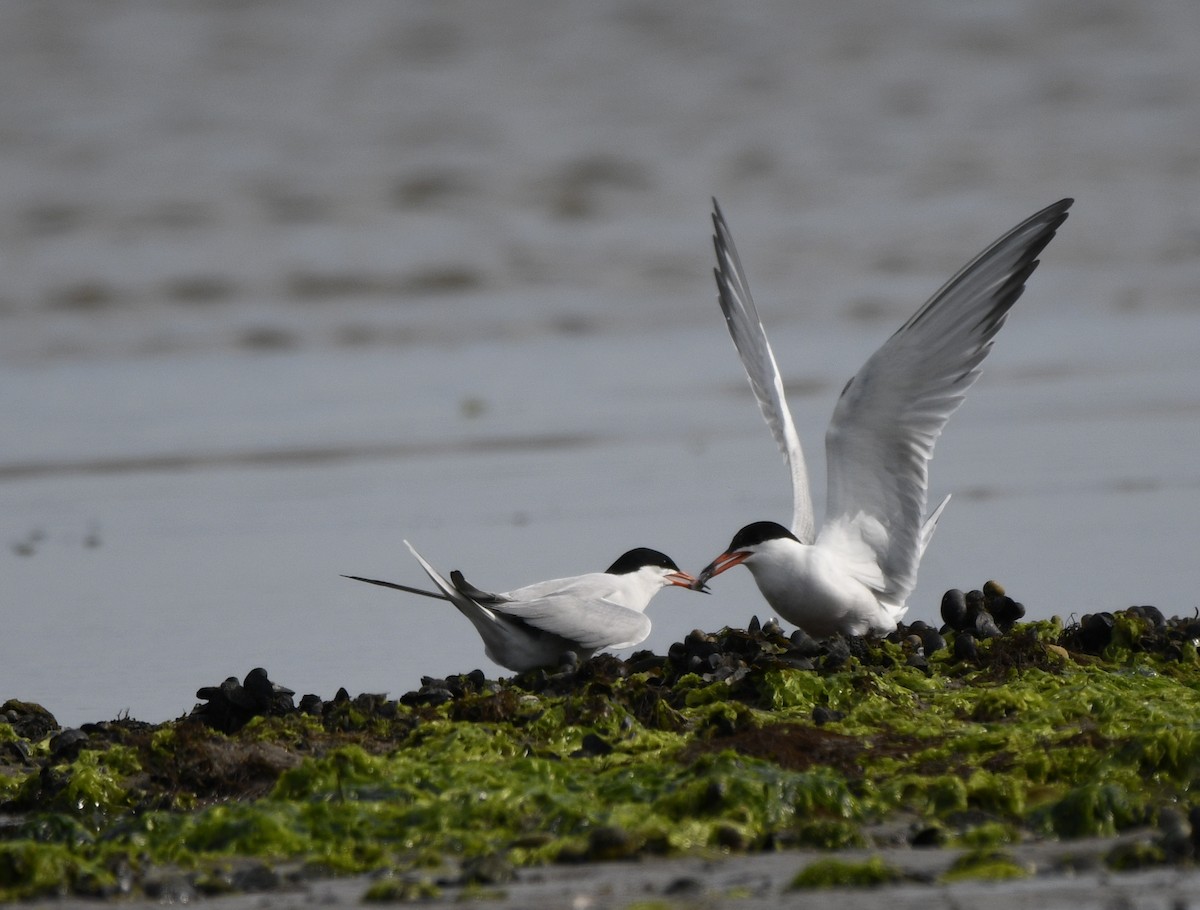 Common Tern - ML620872417