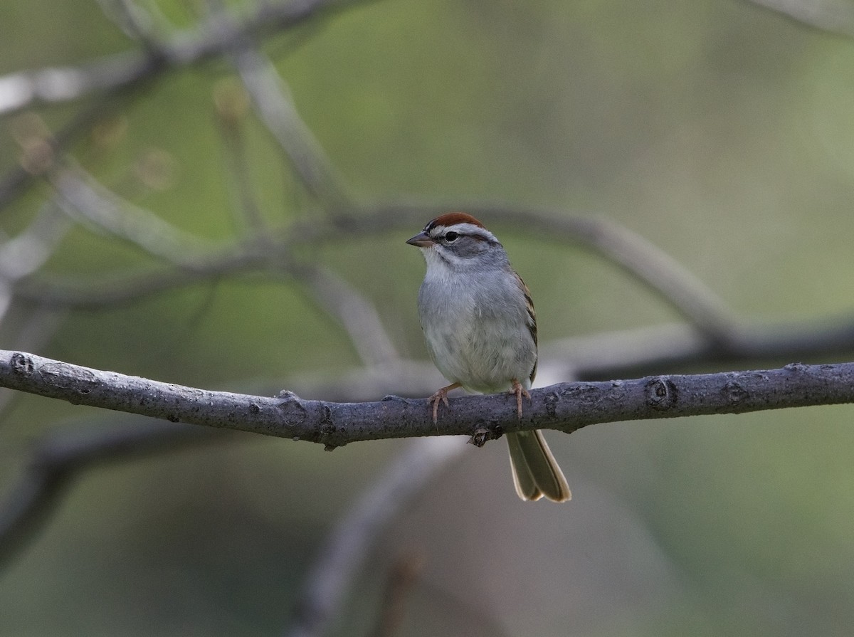 Chipping Sparrow - ML620872426