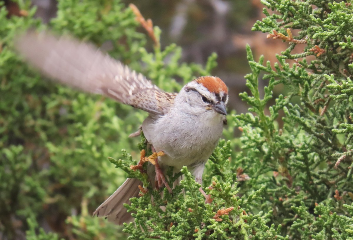 Chipping Sparrow - ML620872427