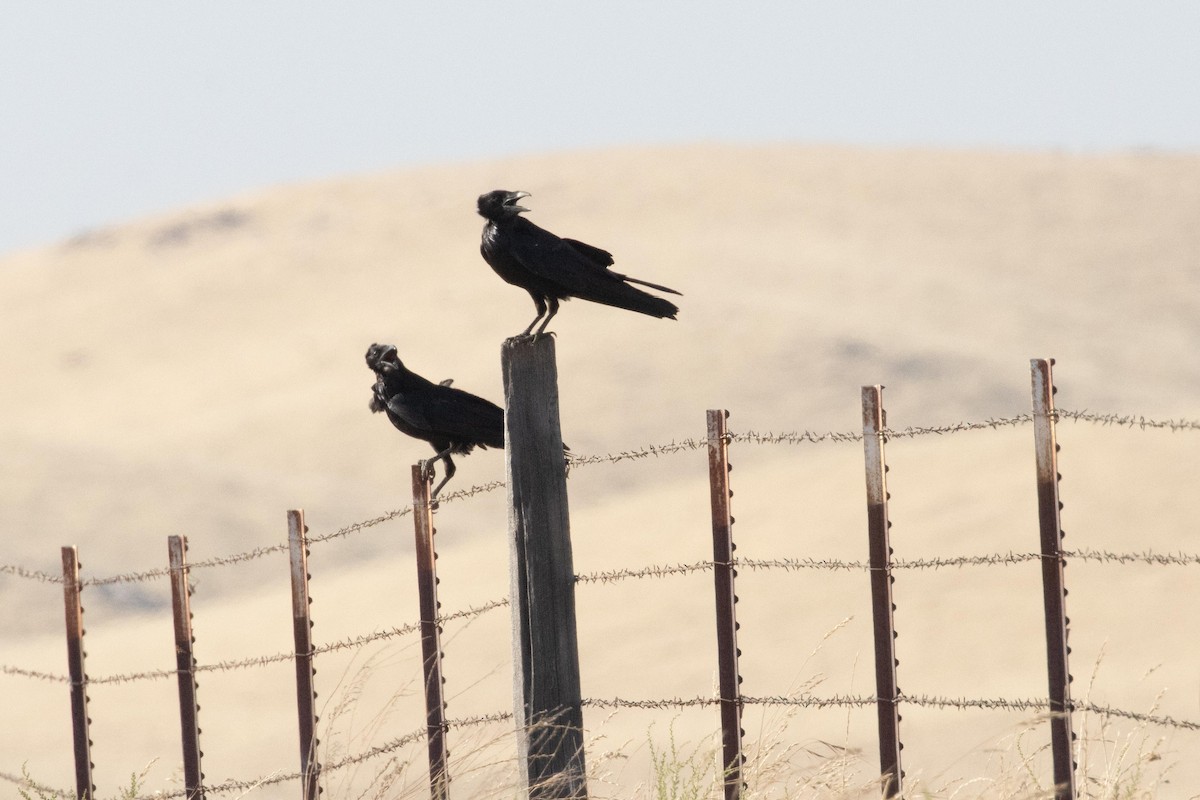 Common Raven - dan davis