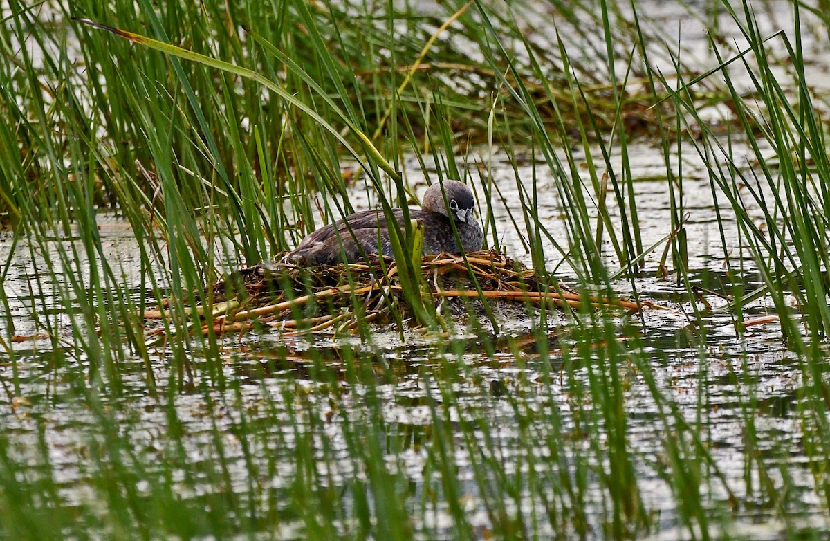 Pied-billed Grebe - ML620872442