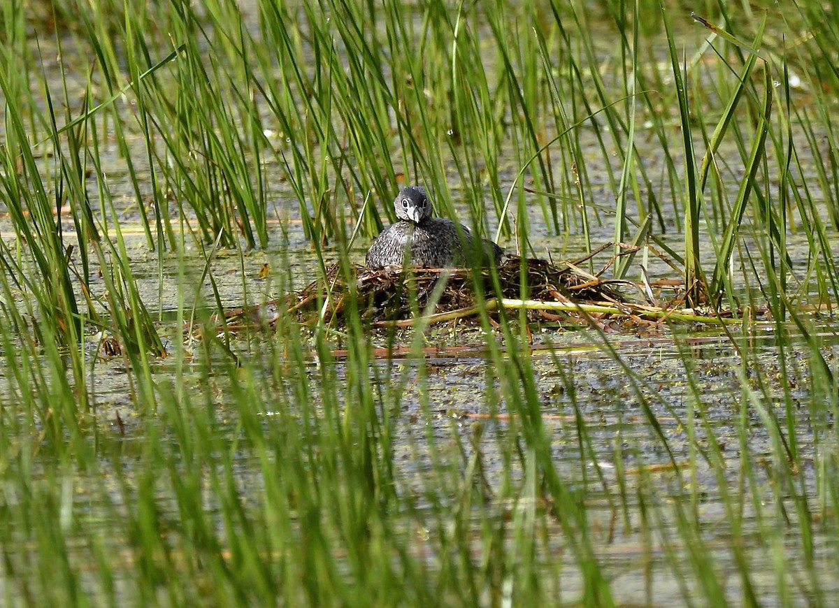 Pied-billed Grebe - ML620872443