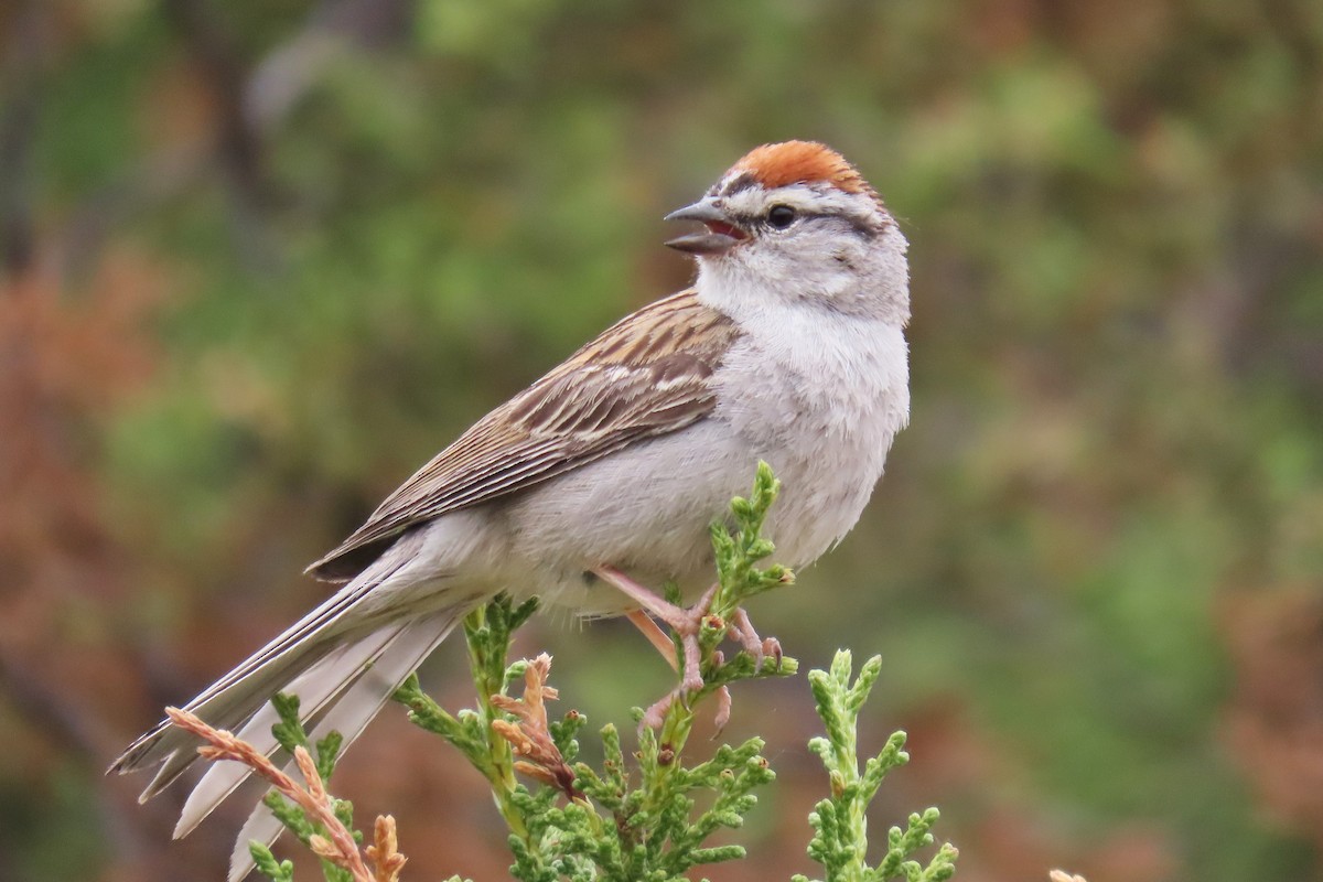 Chipping Sparrow - ML620872445