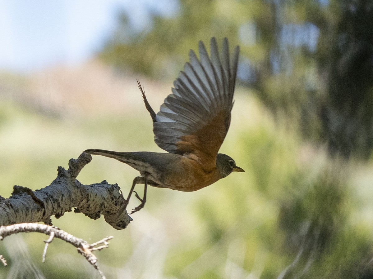 American Robin - ML620872449