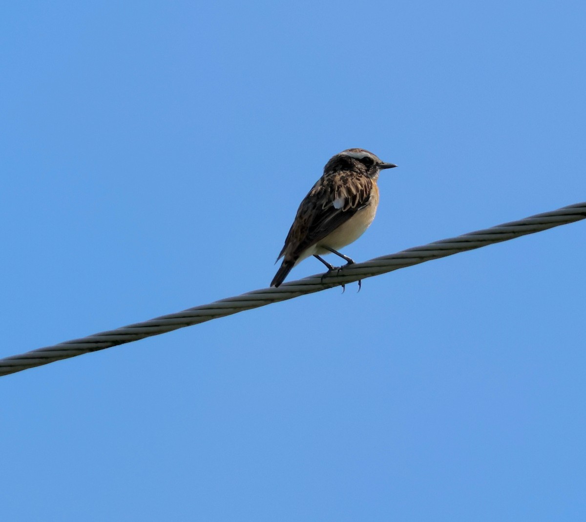 Whinchat - Murray DELAHOY