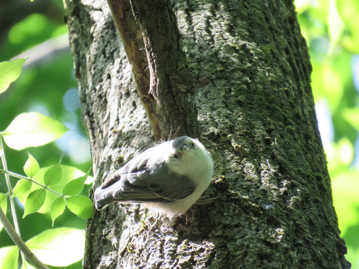 White-breasted Nuthatch (Eastern) - ML620872457