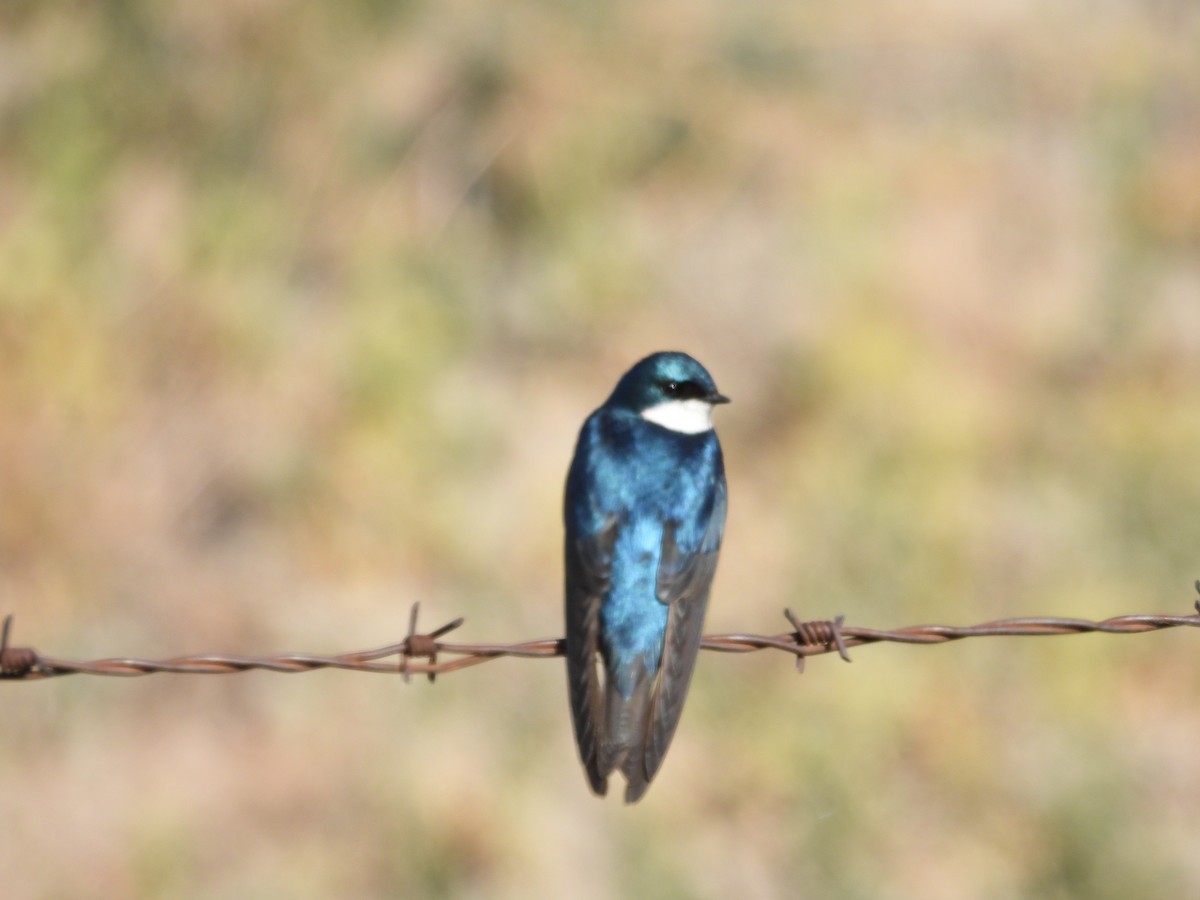 Golondrina Bicolor - ML620872460