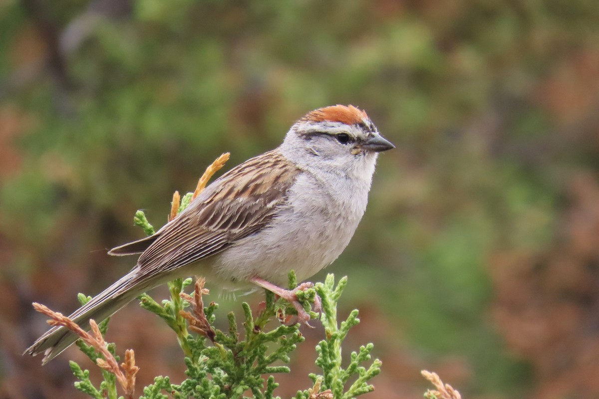 Chipping Sparrow - ML620872469