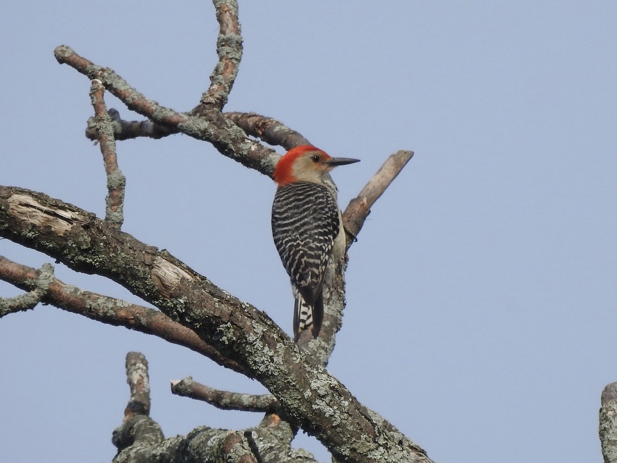 Red-bellied Woodpecker - ML620872471