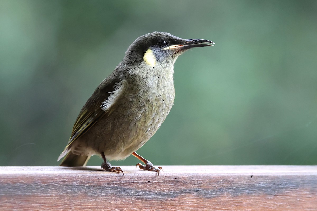 Lewin's Honeyeater - ML620872482