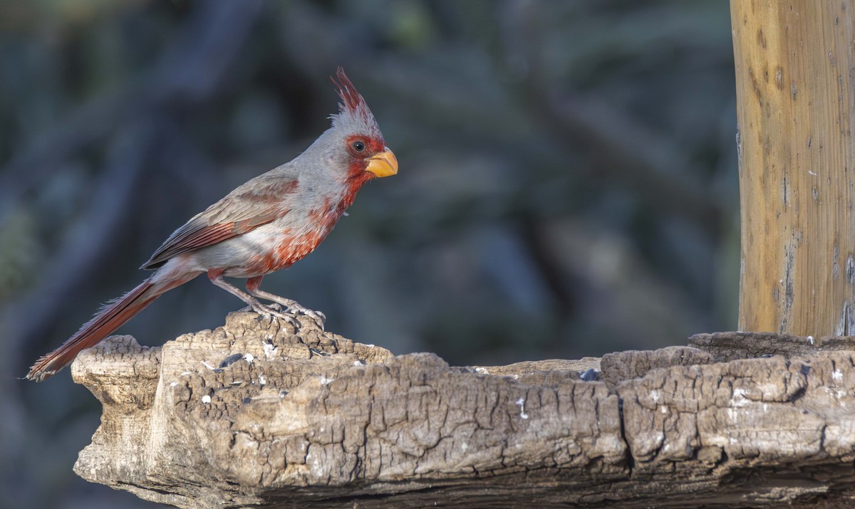 Cardinal pyrrhuloxia - ML620872489