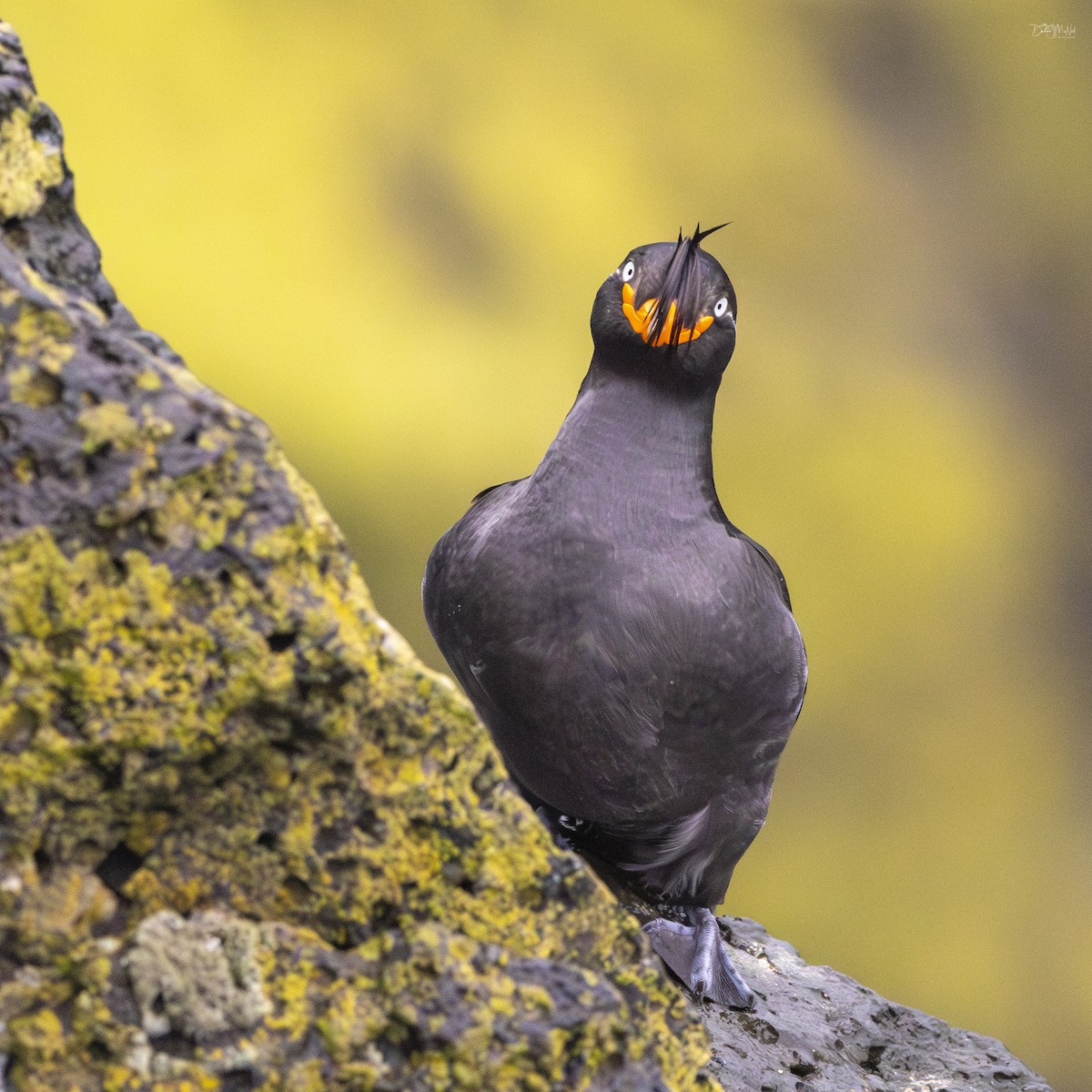 Crested Auklet - ML620872493