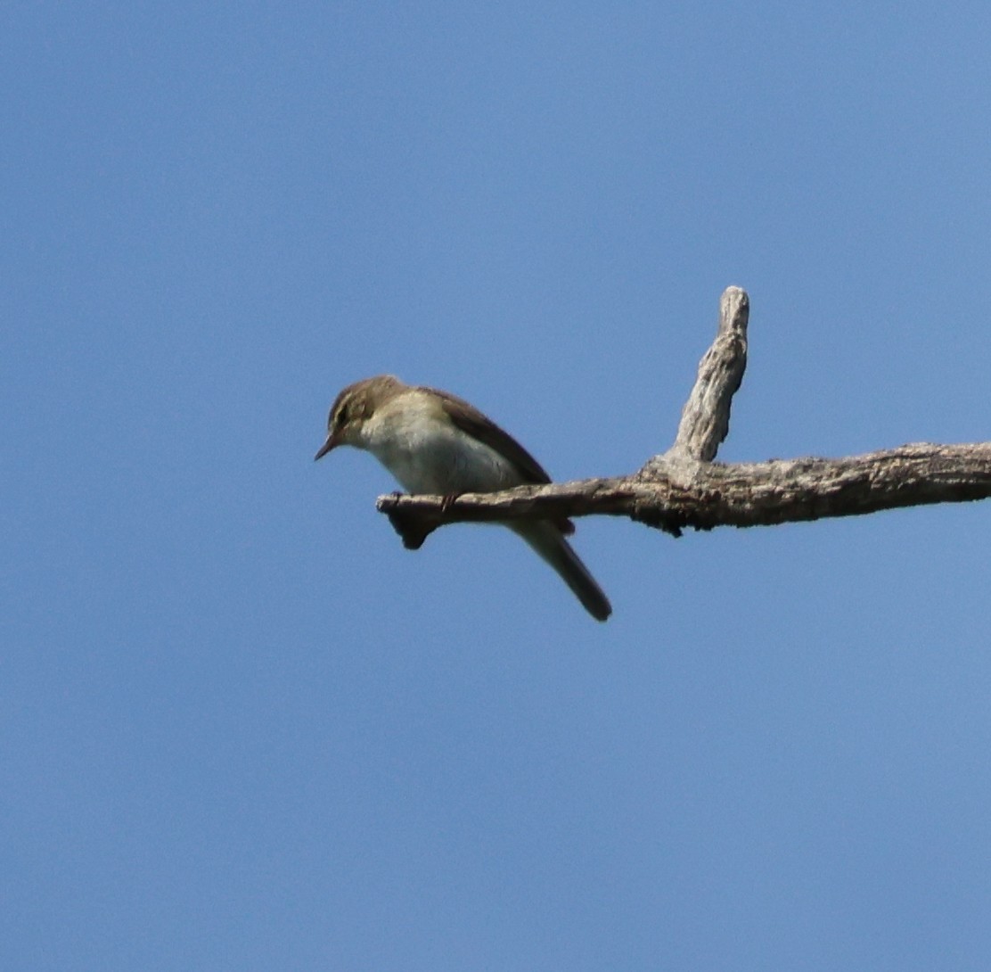 Mosquitero Musical - ML620872496