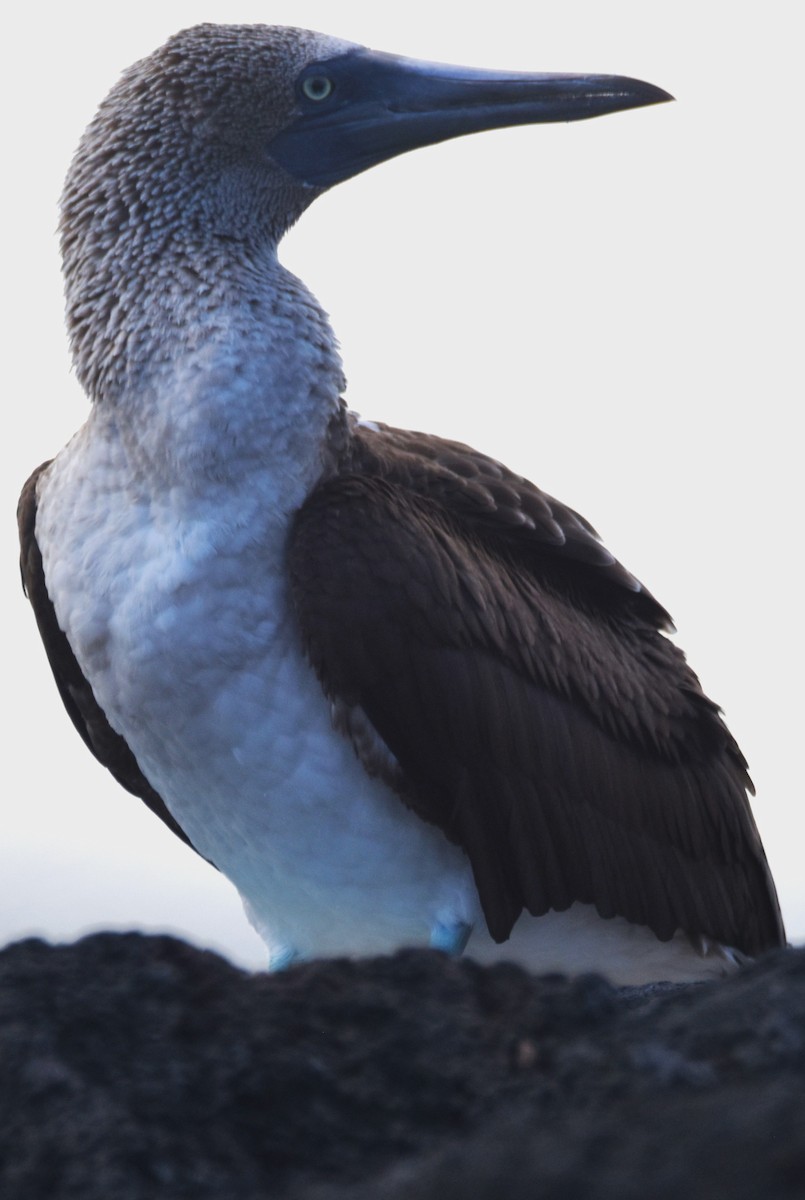 Blue-footed Booby - ML620872503