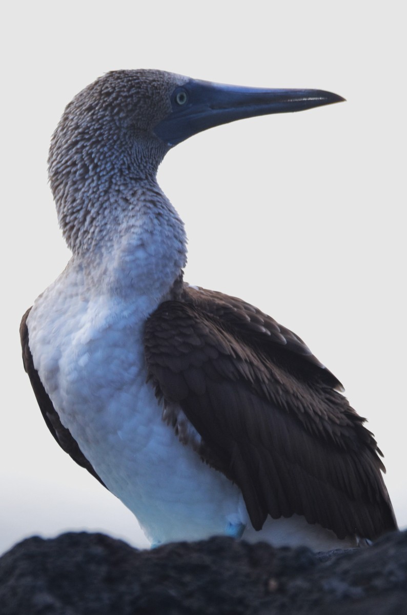 Blue-footed Booby - ML620872504