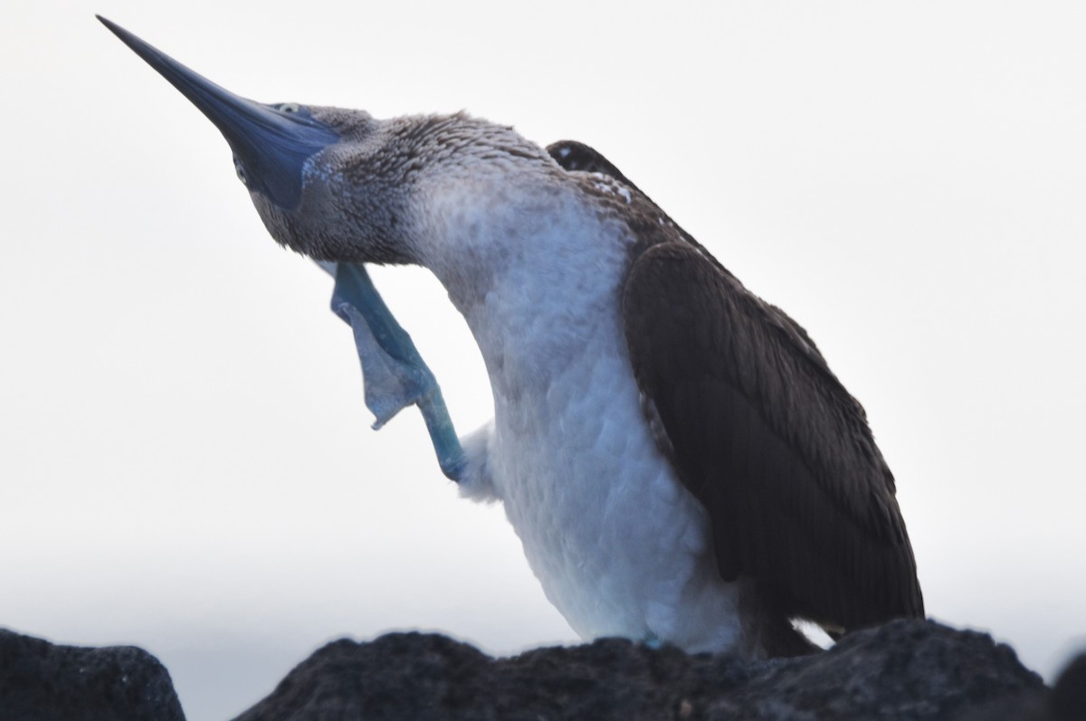 Blue-footed Booby - ML620872508