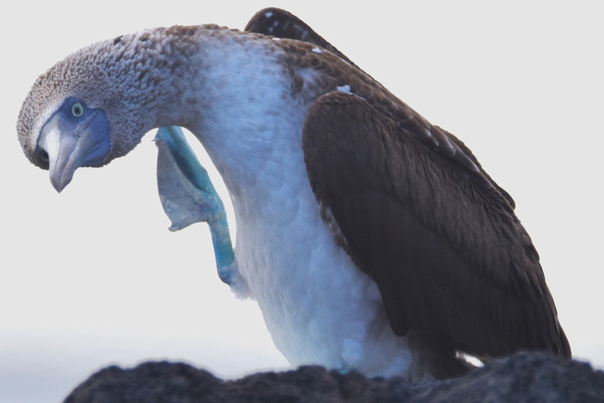 Blue-footed Booby - ML620872509