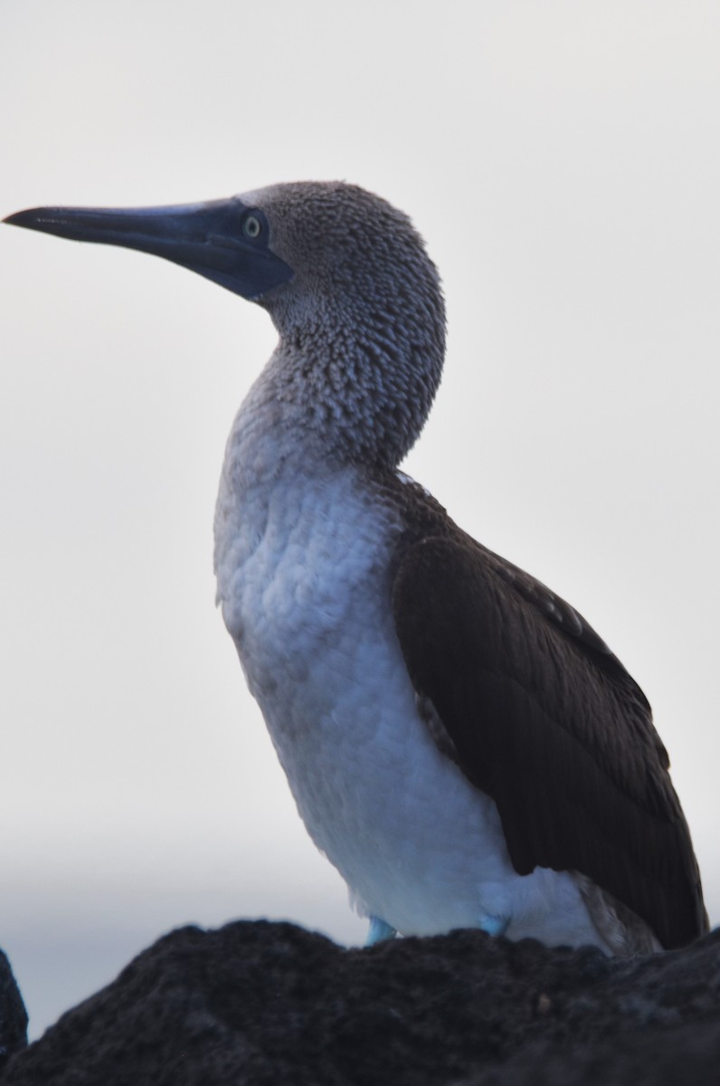 Blue-footed Booby - ML620872512