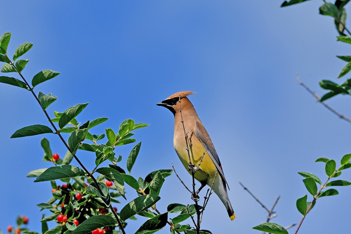 Cedar Waxwing - ML620872515