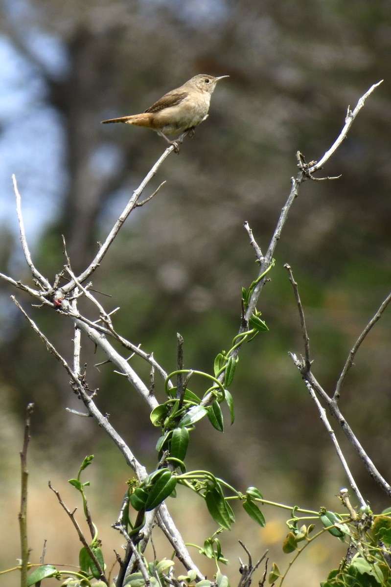 House Wren - ML620872519