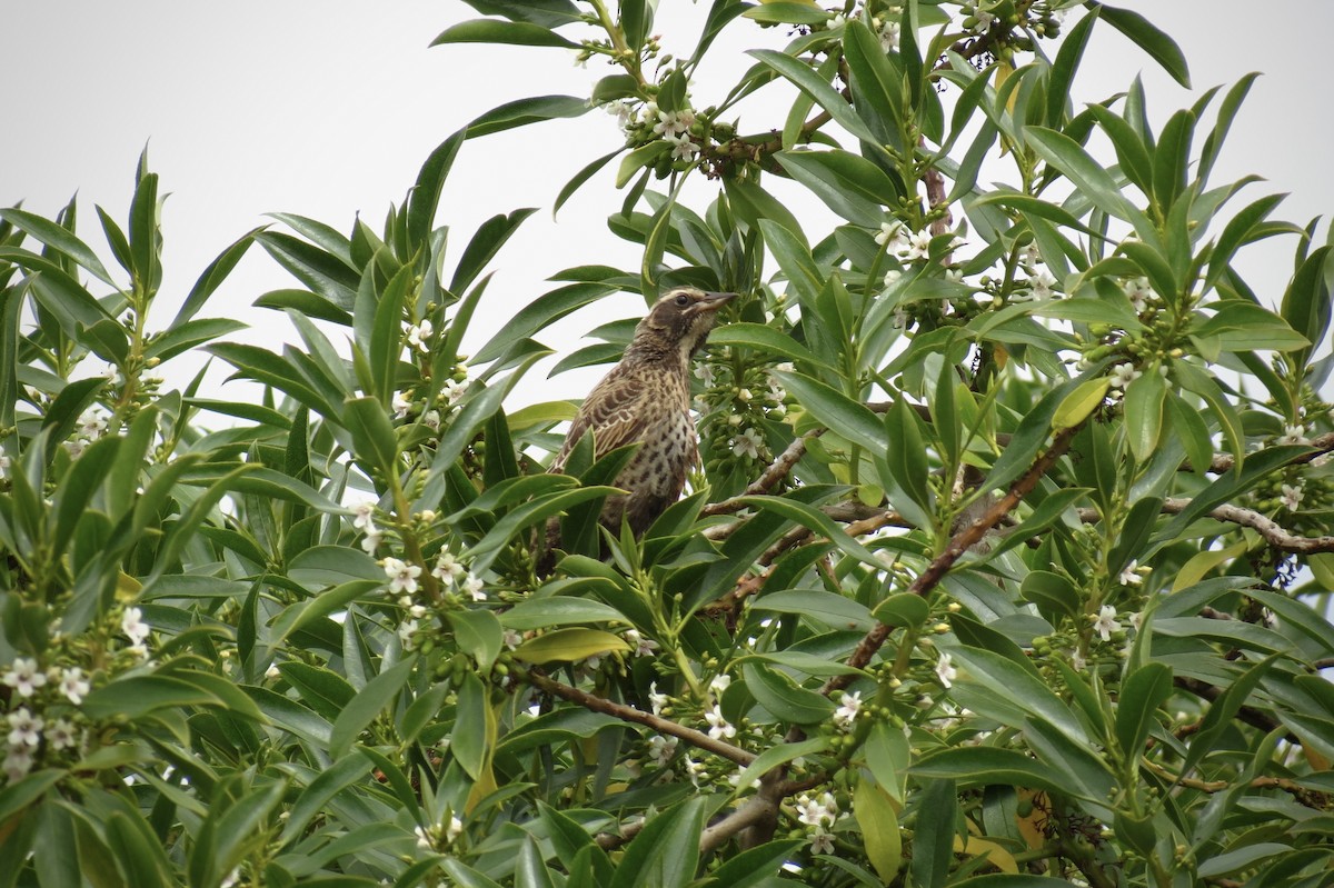 Long-tailed Meadowlark - ML620872521