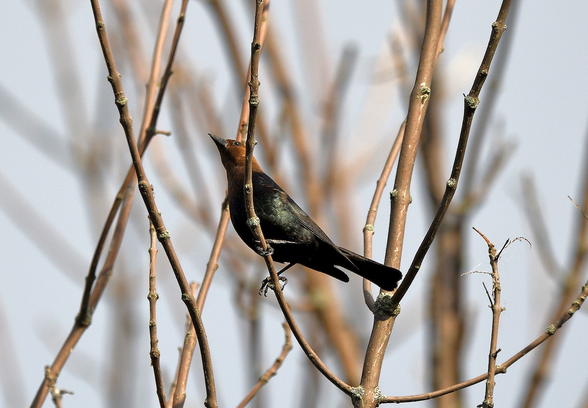 Brown-headed Cowbird - ML620872524