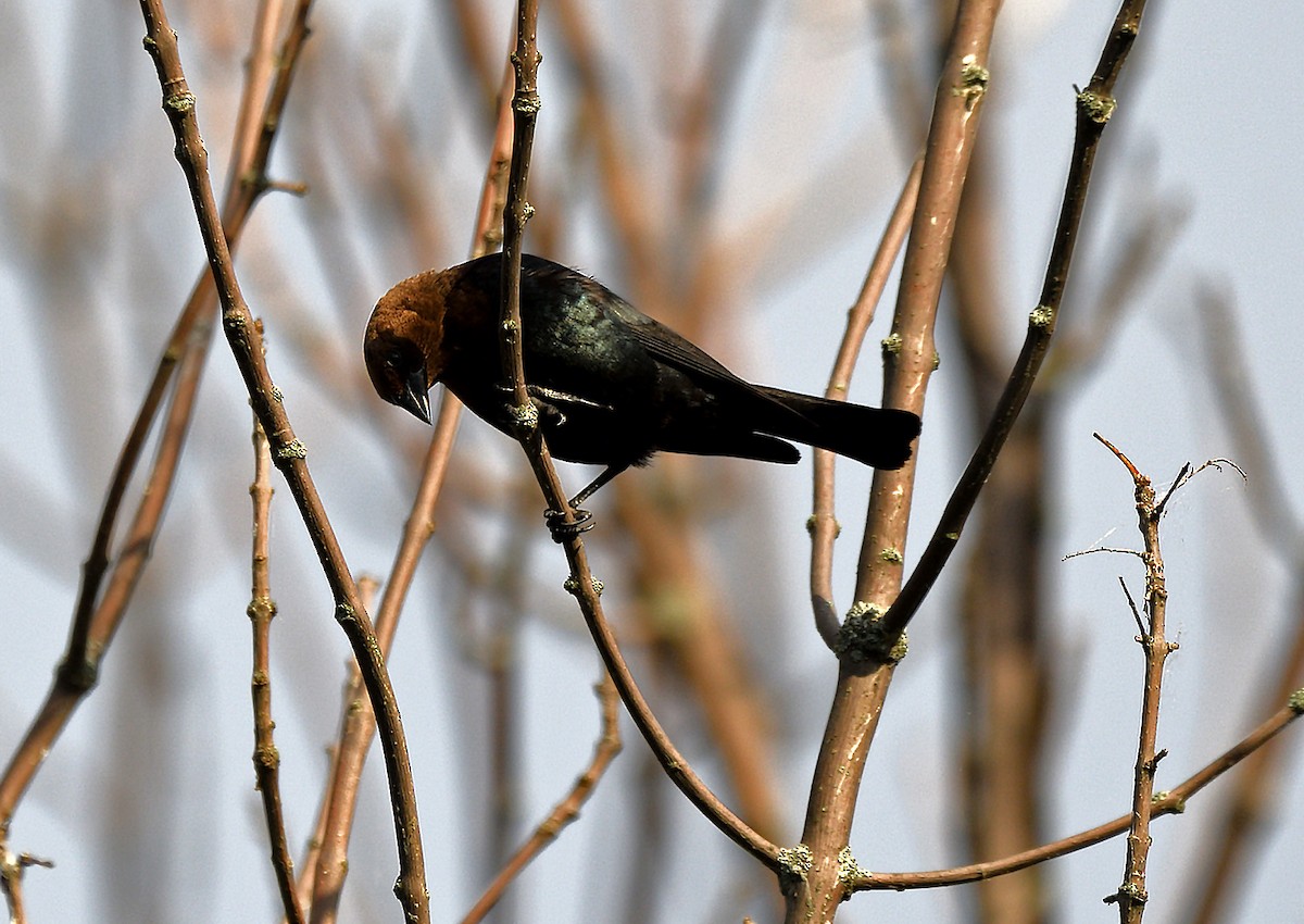 Brown-headed Cowbird - ML620872525